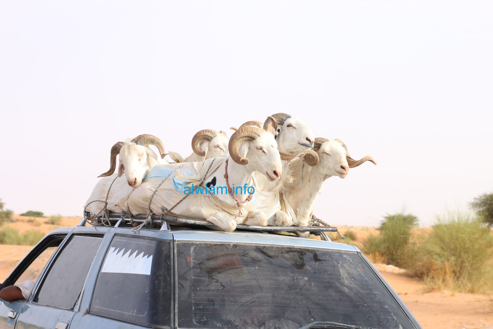 سيارة نقل صغيرة تقل أضاحي باتجاه العاصمة على طريق الامل ـ الوئام